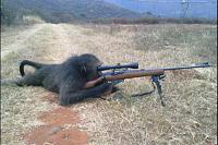 Can not load from One of my T11 accounts!-baboon-shooting.jpg
