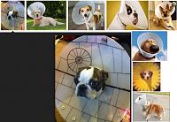 Those white circles in the new team's screen-dog-cones.jpg