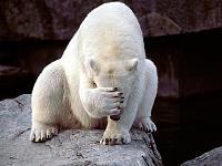 Sezona 62 - 11.Januar - Kako vam ide?-polar-bear-facepalm.jpg