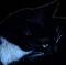 eving's Avatar