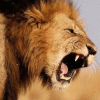 The_King's Avatar